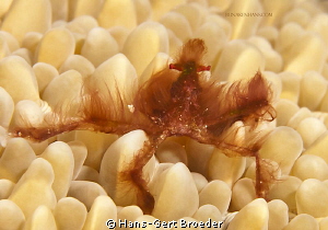 Orang utan crab
just coming from hairstylist
Bunaken,Su... by Hans-Gert Broeder 